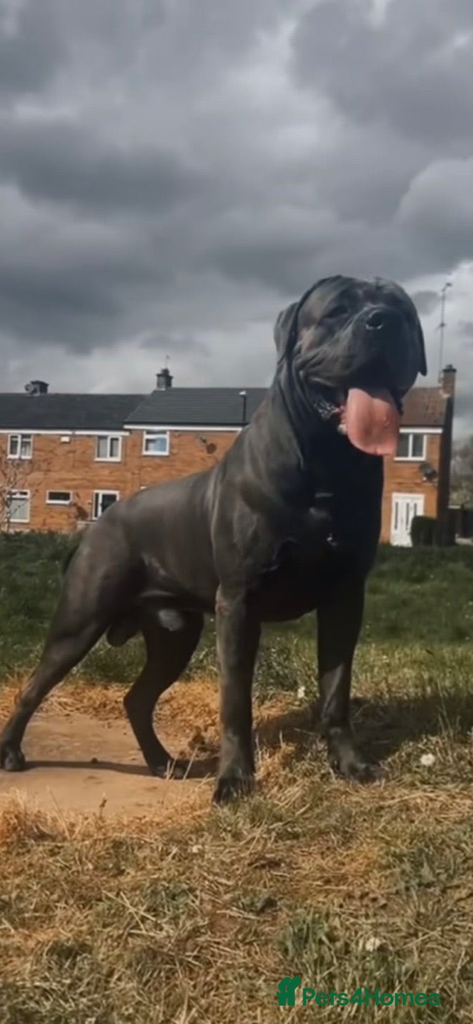 Cane Corso dogs Cane corso stud  - Advert 4