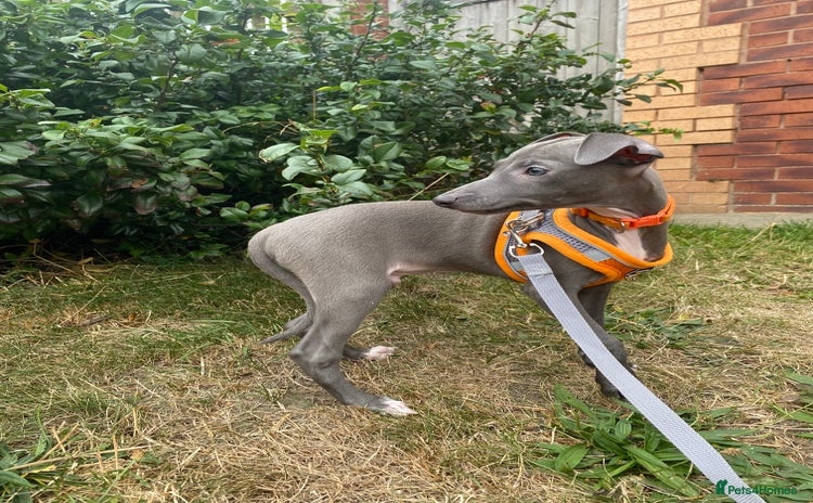 Italian Greyhound dogs - Advert 2