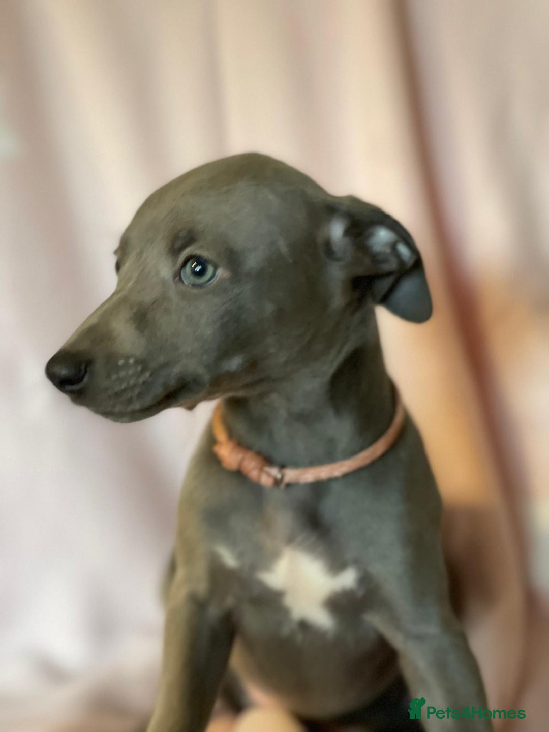 Whippet dogs for sale: Blue KC registered whippets for sale - Advert 4