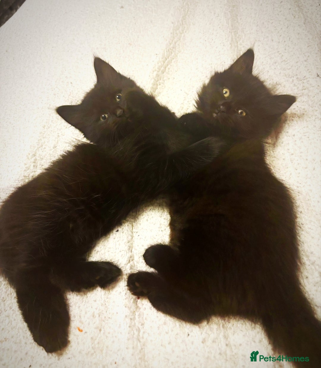 Mixed Breed cats for sale: Very fluffy, playful kittens - Advert 4