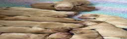 Golden Retriever dogs for sale: KC Golden Retriever Puppies - Advert 14