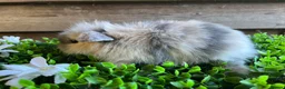 Mini Lion Lop rabbits for sale: Mini lion lops  - Advert 7