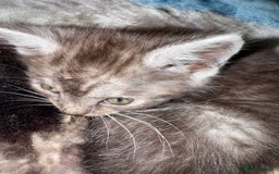 Bengal cats for sale: Bengal cross kittens  - Image 2