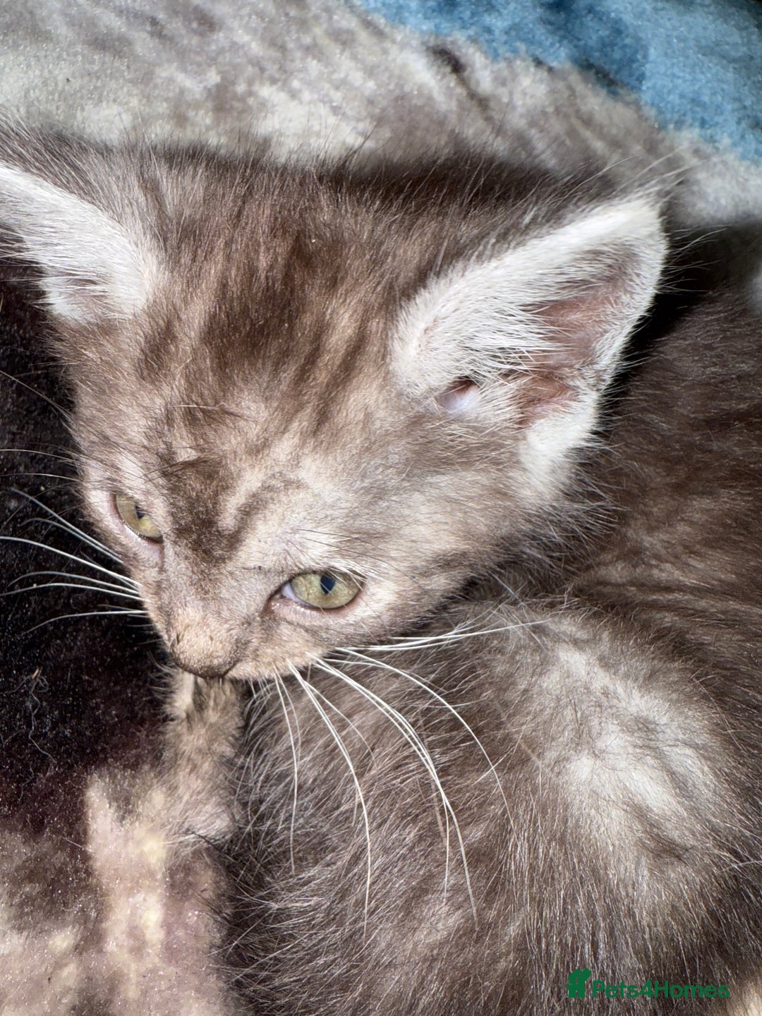 Bengal cats for sale: Bengal cross kittens  - Image 2