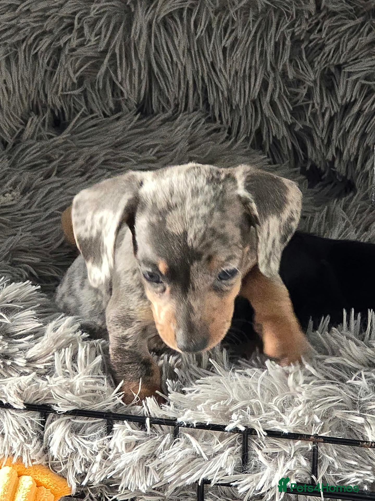 Dachshund dogs 4 Dapple Daschund puppies  - Advert 17