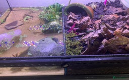 Axolotl reptiles for sale: Tiger salamanders CB April 2025 - Image 8