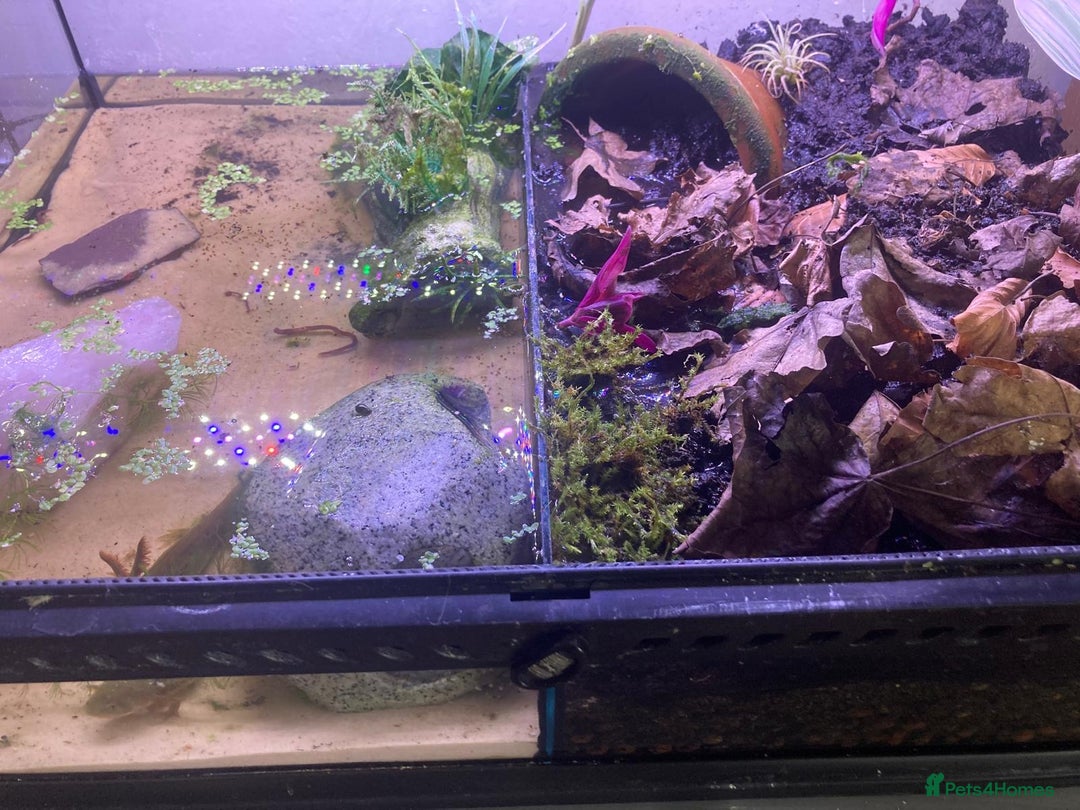 Axolotl reptiles for sale: Tiger salamanders CB April 2025 - Image 8
