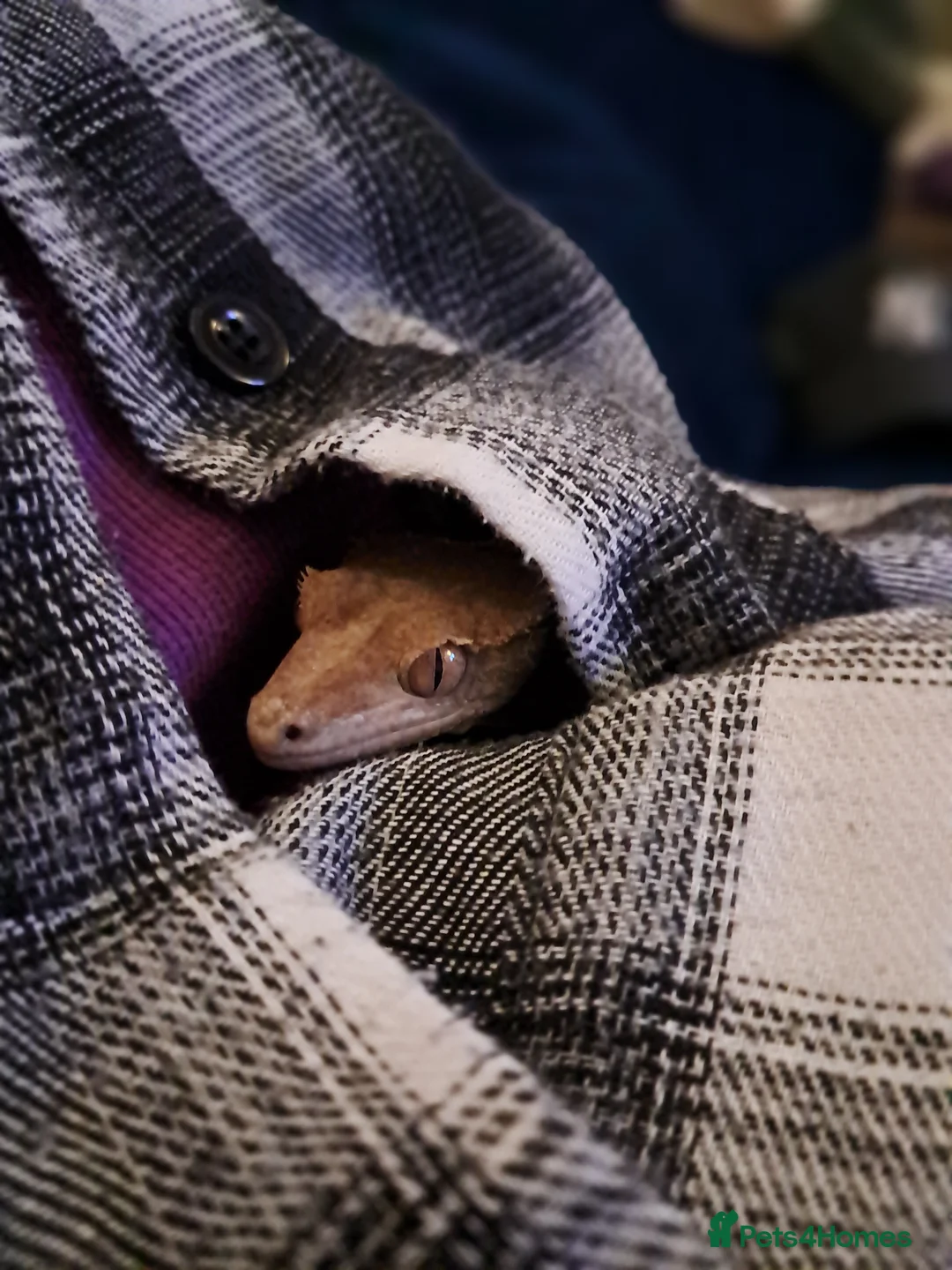Gecko reptiles for sale: Two crested Geckos - brother's  - Advert 2