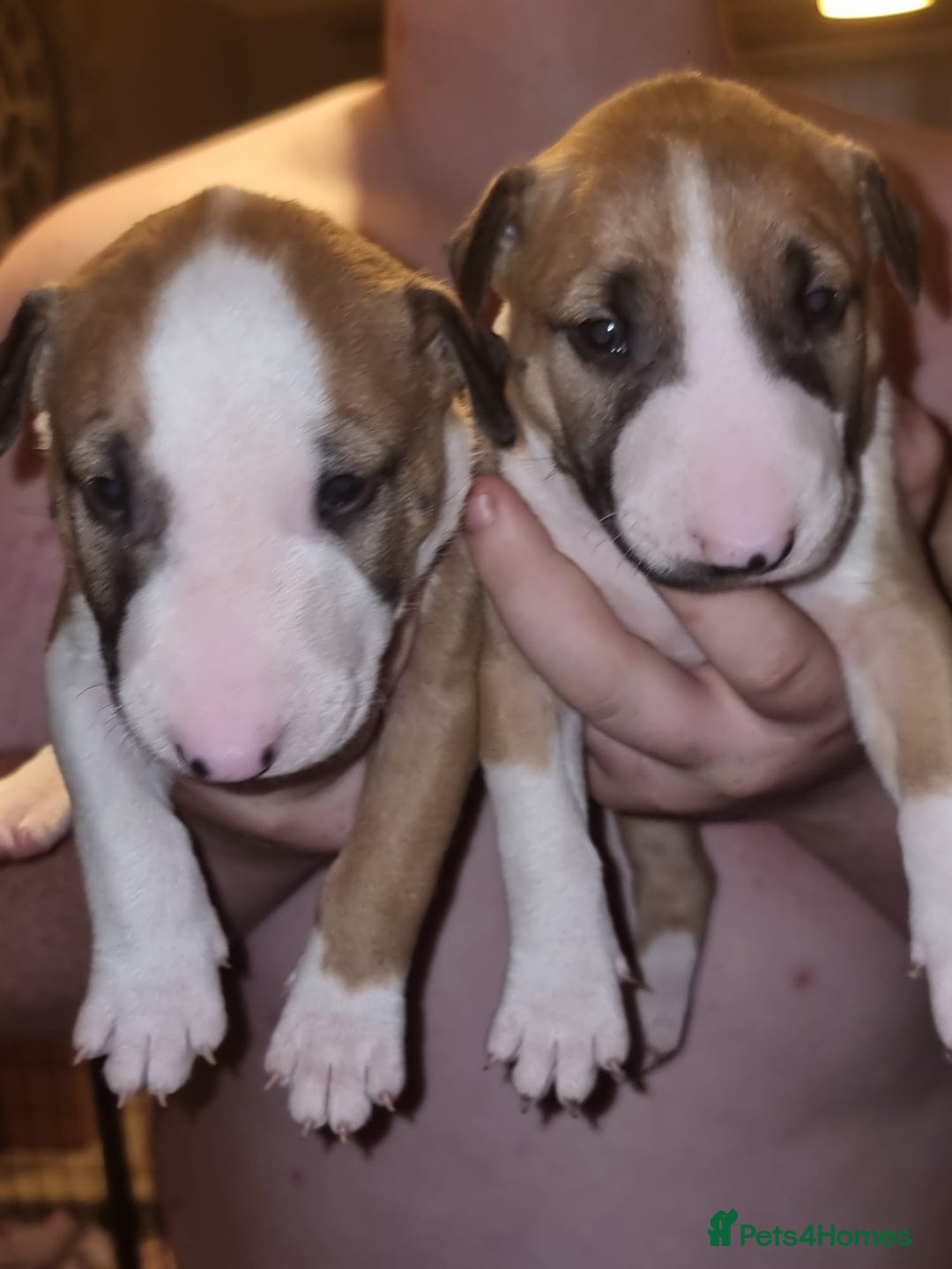 English Bull Terrier dogs for sale: English bull terrier  - Image 17