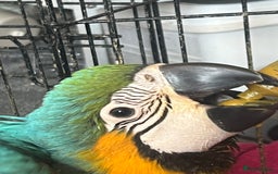 Macaws birds for sale: Hand reared blue & gold Macaw Chick - Image 23