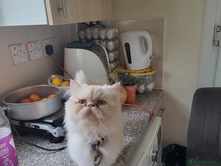 Persian cats Persian cat - Advert 2