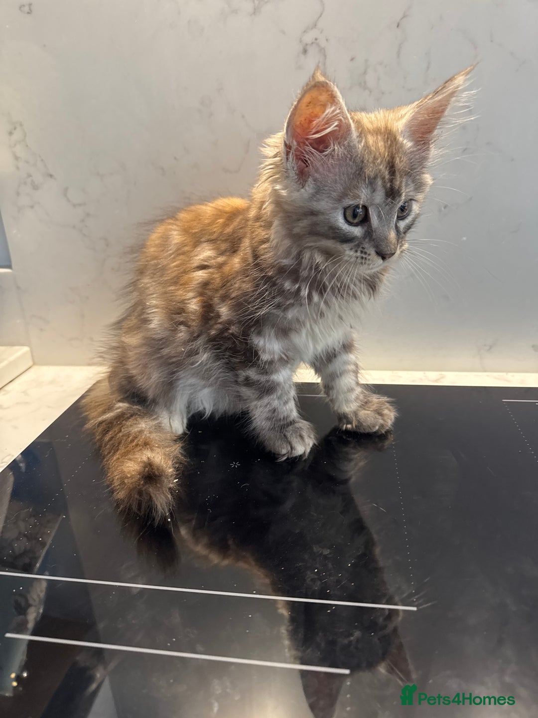 Maine Coon cats for sale: GCCF Registered Kittens. Beautiful lively kittens  - Image 22