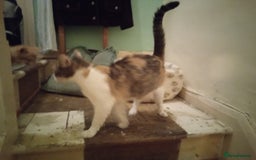 Mixed Breed cats for sale: Persian mix kittens and mother - Image 3