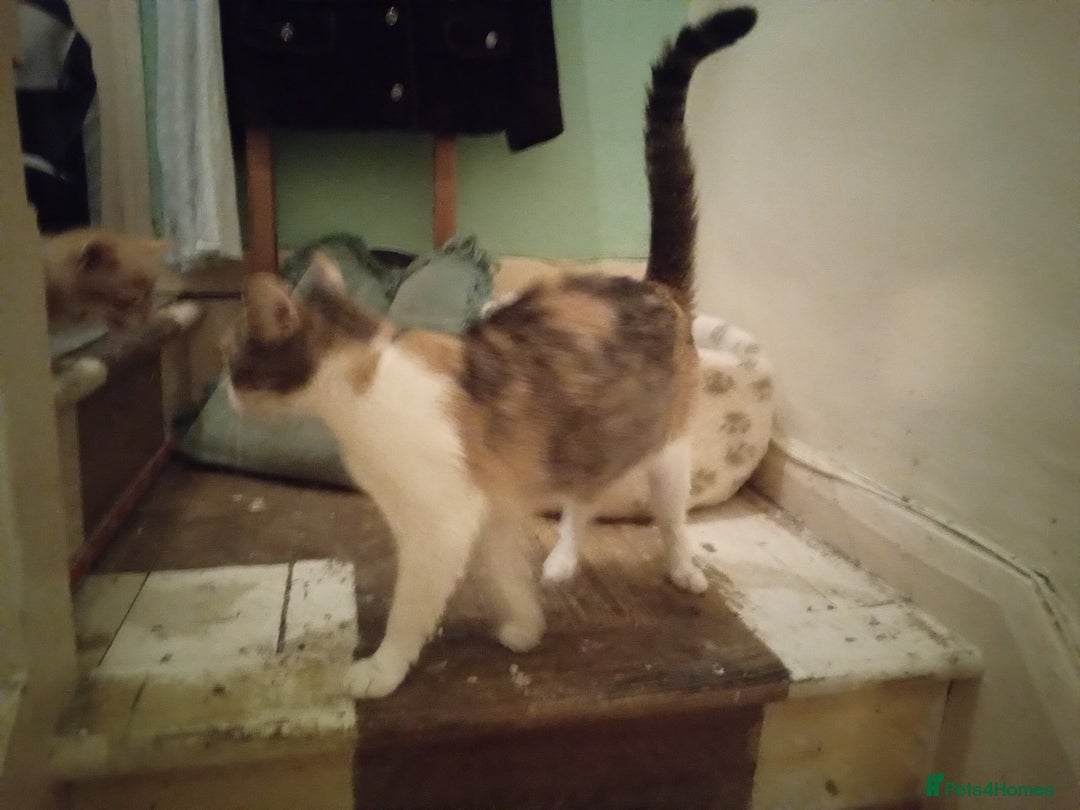 Mixed Breed cats for sale: Persian mix kittens and mother - Image 3