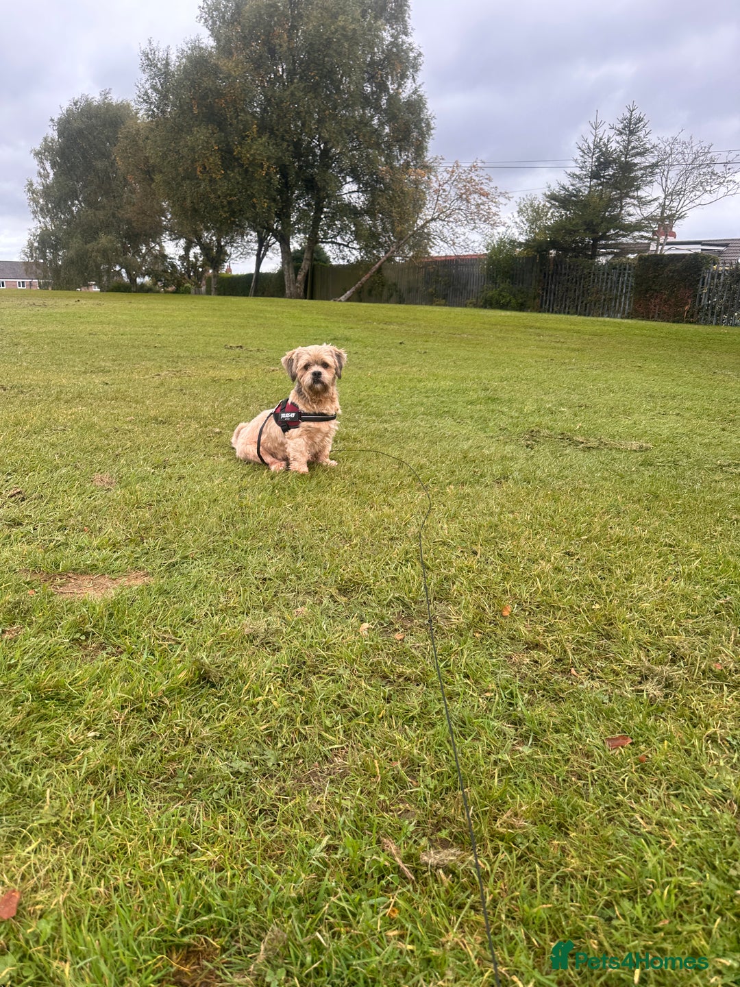 Lhasa Apso dogs for sale: Lhasa Apso Male - Image 6