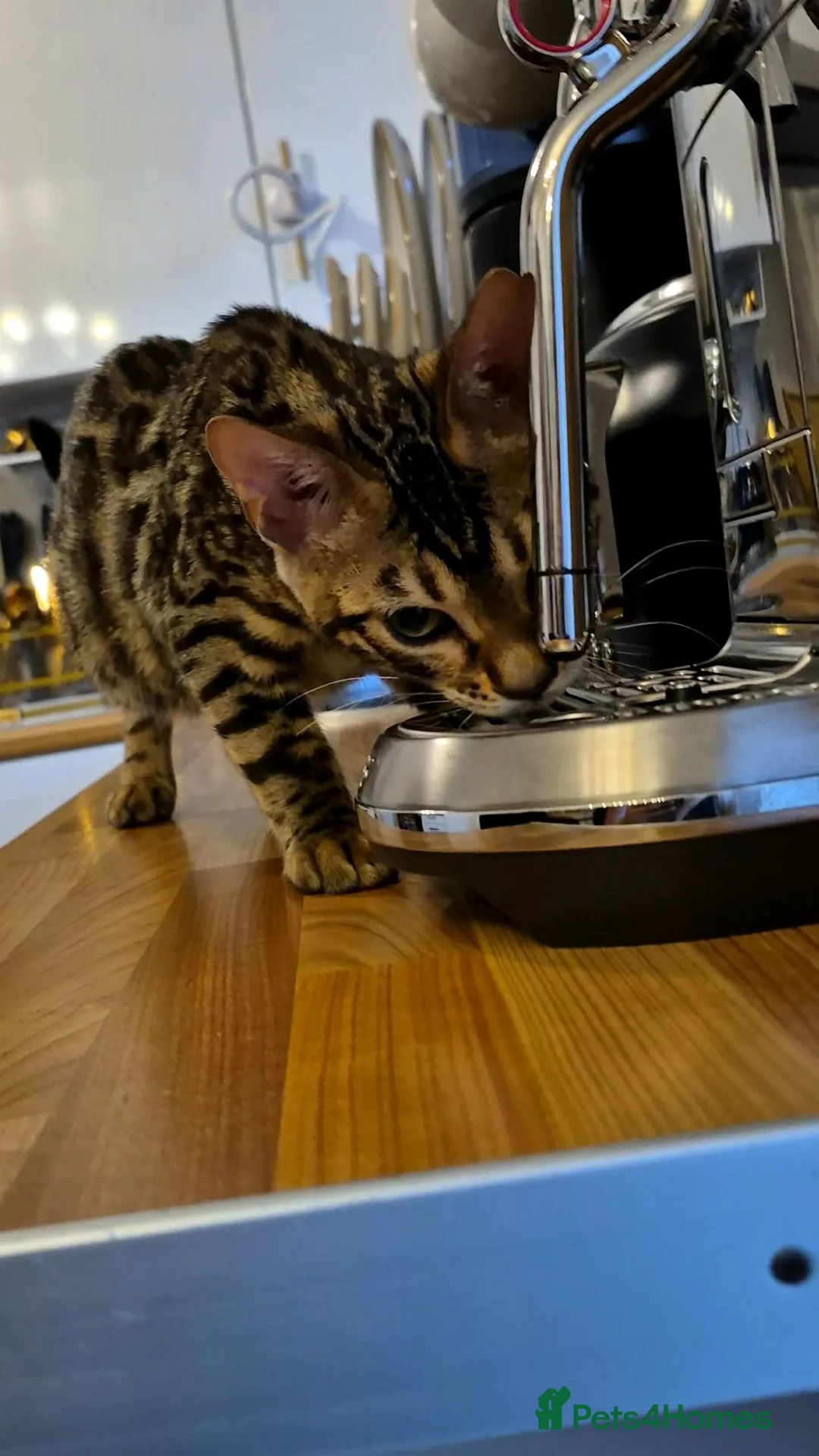Bengal cats for sale: Bengal boy - Advert 1