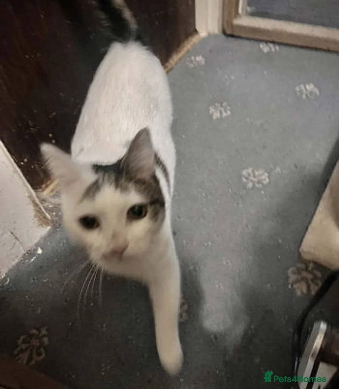 Mixed Breed cats for adoption: BELLA - Advert 3