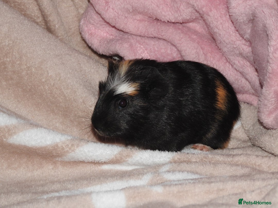 Guinea Pig rodents for sale: 2 crested guinea pigs available 1 male 1 female  - Advert 12