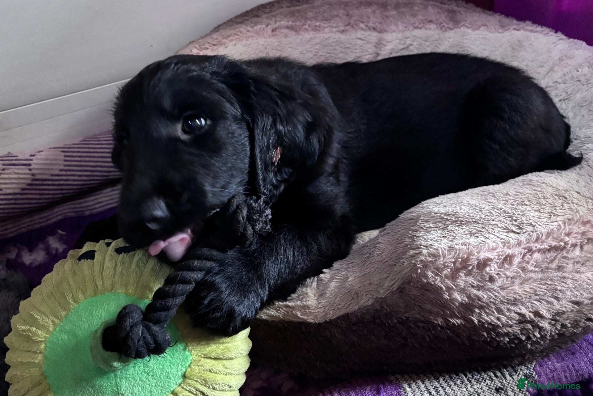 Flat coated Retriever dogs for sale: Ready to leave for loving forever homes now.  - Advert 3