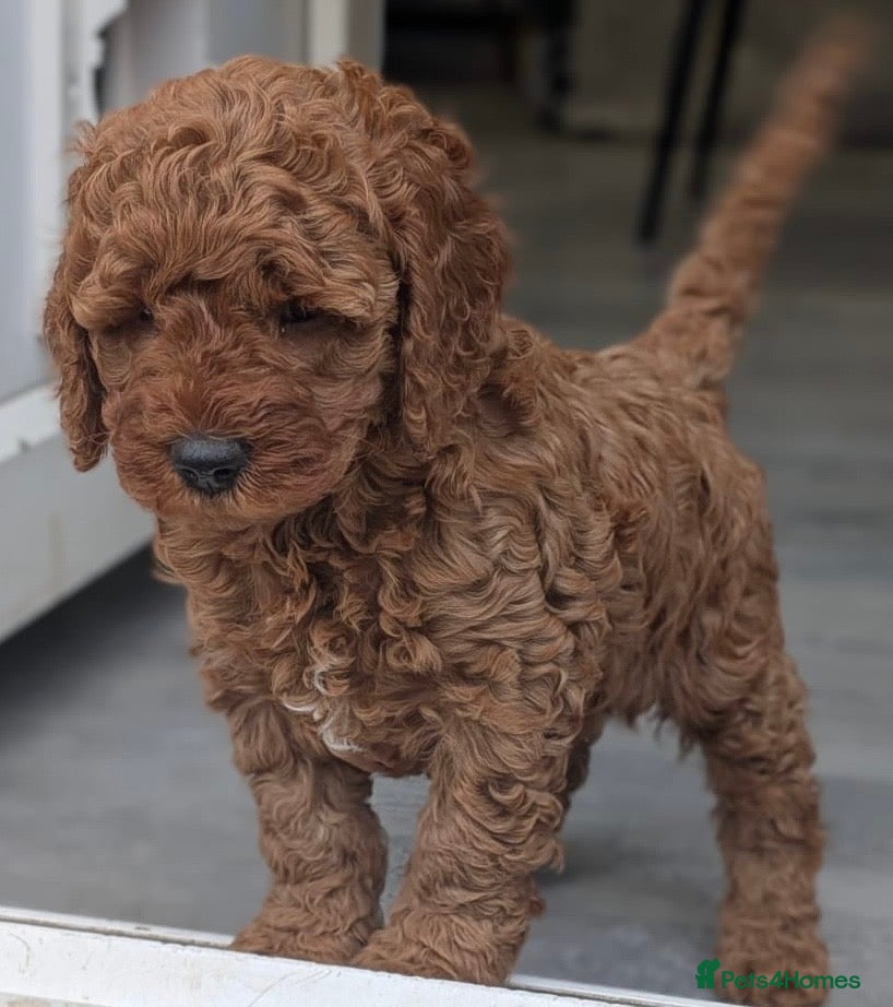 Cavapoo dogs F1b Cavapoo Puppies Born to Steal Hearts - Advert 11