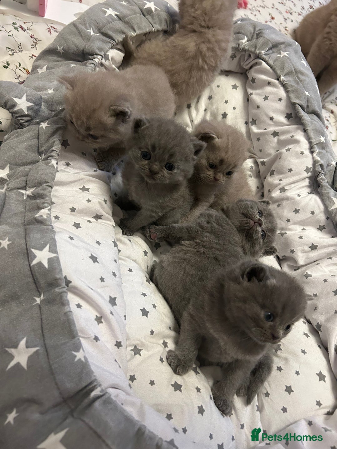 British Shorthair cats for sale: Beautiful British shorthair kittens - Advert 11