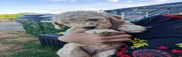 Mixed Breed dogs for sale: Adorable puppies ready for their forever homes  - Advert 15
