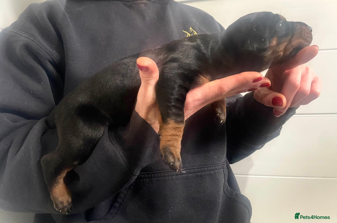 Dobermann dogs for sale: Trained Doberman puppies  - Advert 6