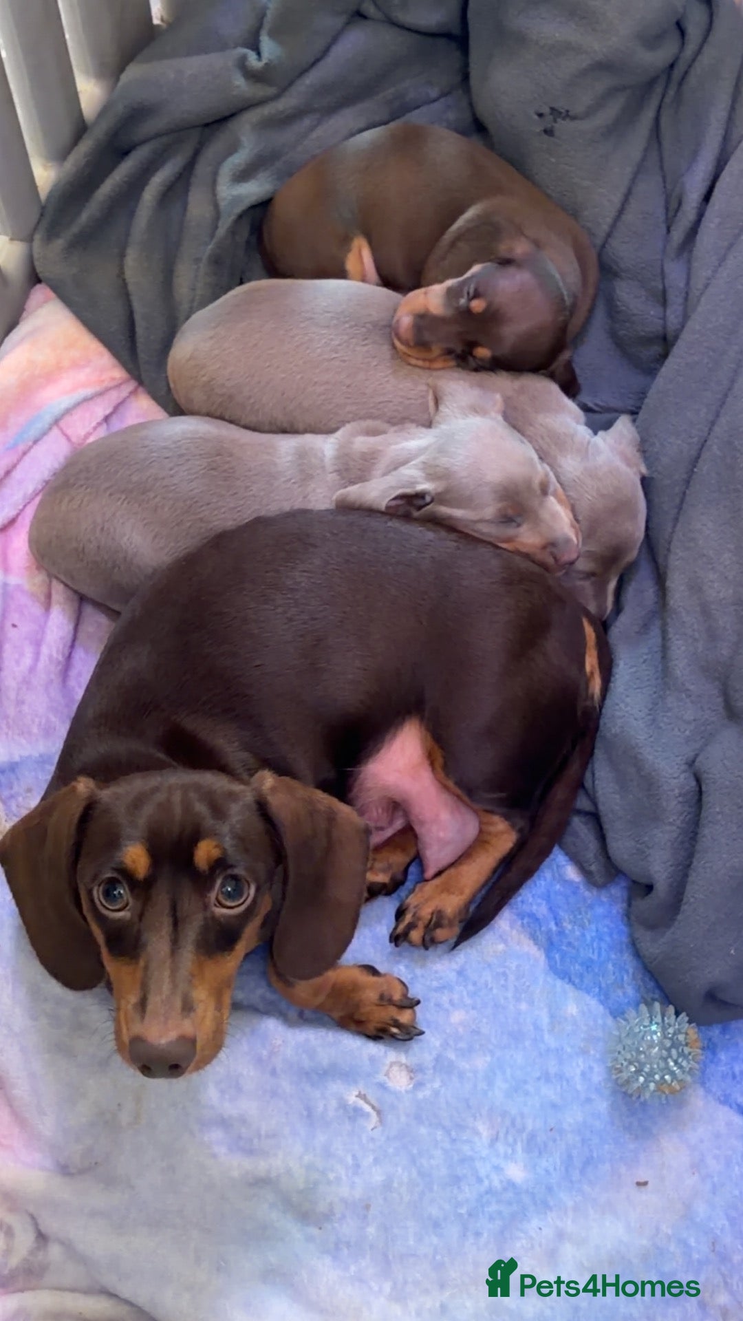 Miniature Dachshund dogs for sale: 🌸 SHOW QUALITY MINIATURE DACHSHUNDS 🌸 - Advert 1