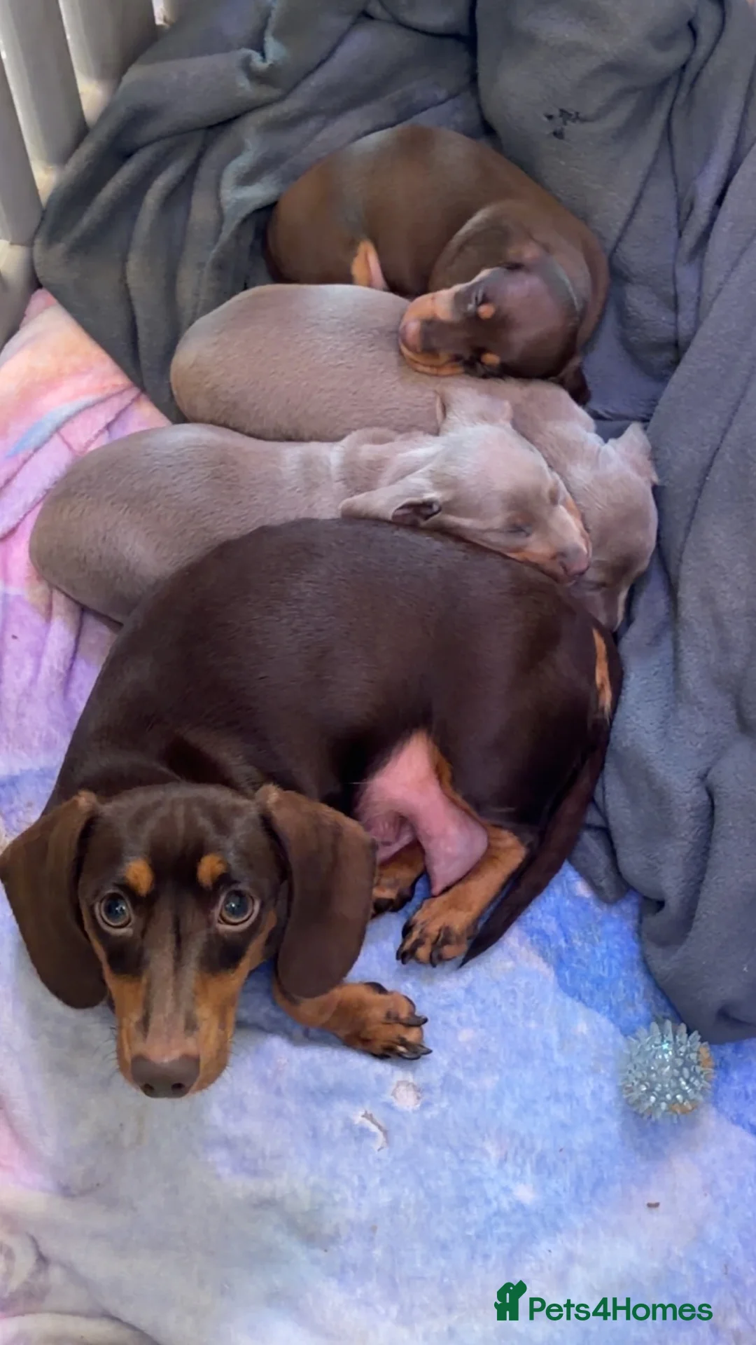 Miniature Dachshund dogs for sale: 🌸 SHOW QUALITY MINIATURE DACHSHUNDS 🌸 - Advert 1