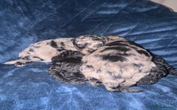 Labradoodle dogs for sale: *ONLY 2 LEFT*, ready to leave 31st oct!! - Image 21