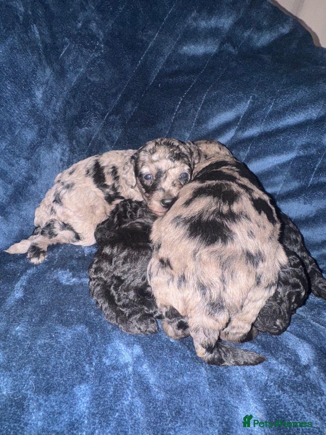 Labradoodle dogs for sale: *ONLY 2 LEFT*, ready to leave 31st oct!! - Image 21
