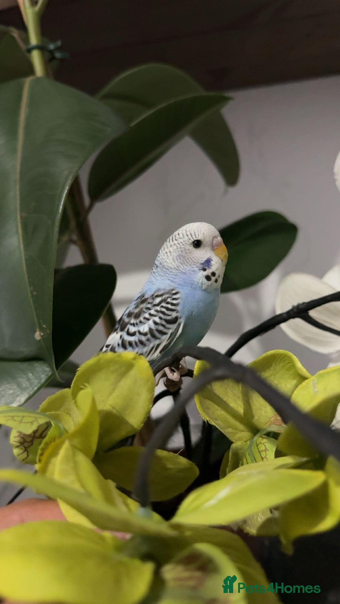 Budgerigars birds for sale: Baby budgie - Image 2