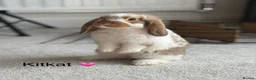 Mini Lop rabbits for sale: 2 x Mini Lop Boys Left - Ready to go together ❤️ - Advert 1