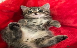 Mixed Breed cats for sale: Kittens lovely kittens  - Advert 1