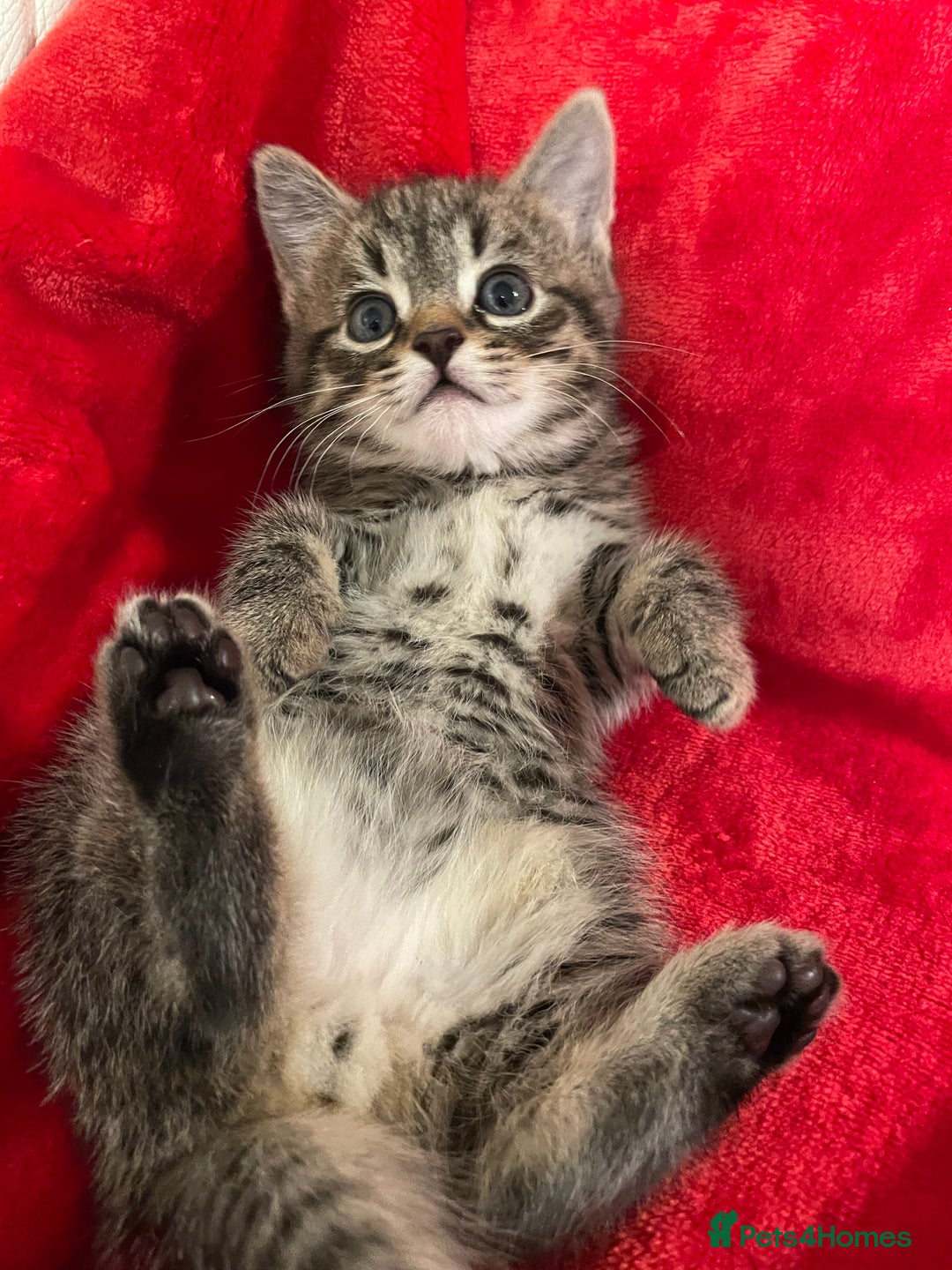 Mixed Breed cats for sale: Kittens lovely kittens  - Advert 1