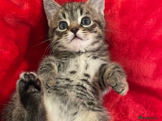 Mixed Breed cats Kittens lovely kittens - Advert 1