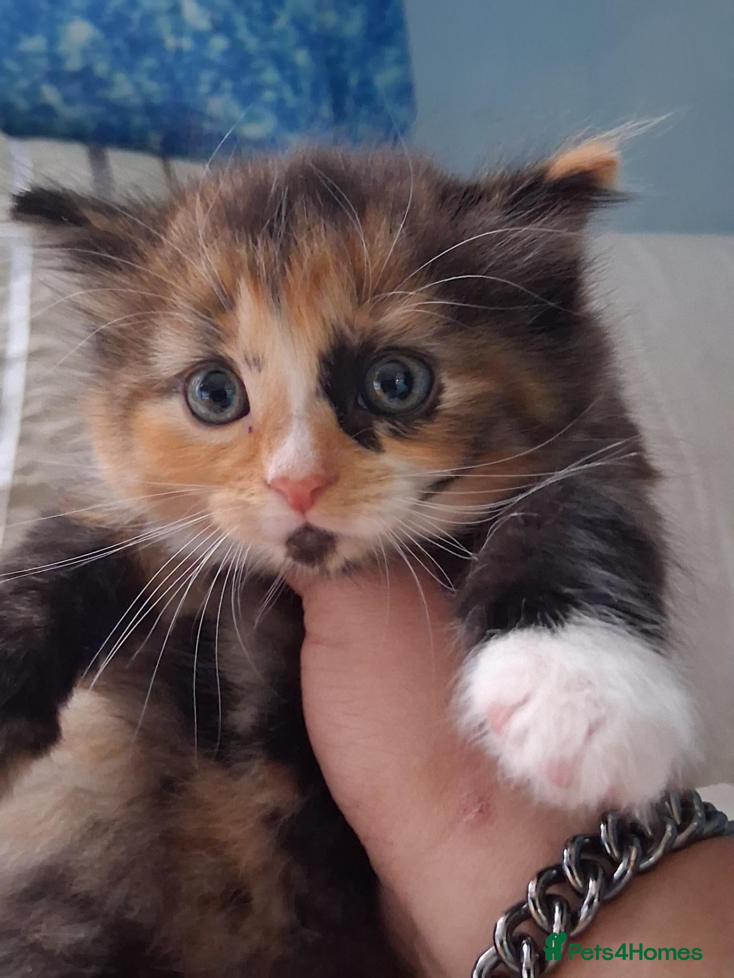 British Longhair cats Extremely friendly fluff balls - Advert 5