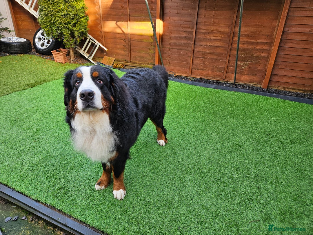 Bernese Mountain Dog dogs for stud: Proven health tested BMD handsome boy for stud. in Northampton - Image 4