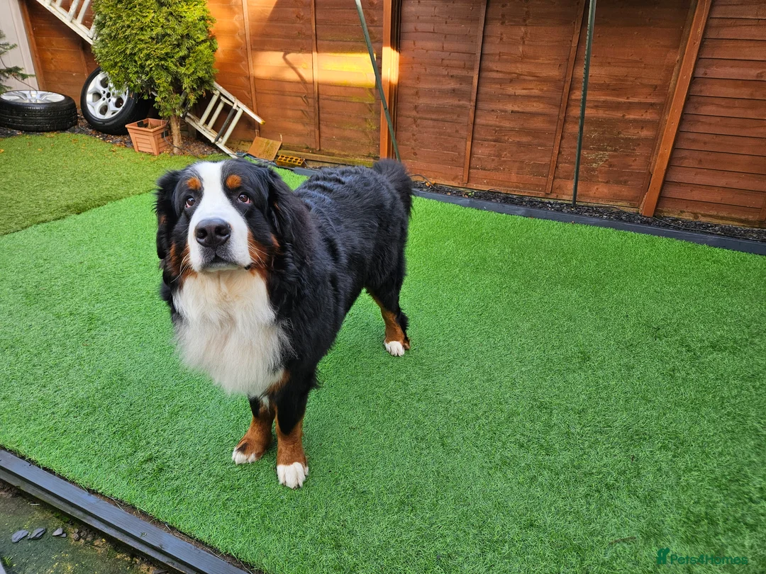 Bernese Mountain Dog dogs for stud: Proven health tested BMD handsome boy for stud. in Northampton - Advert 4