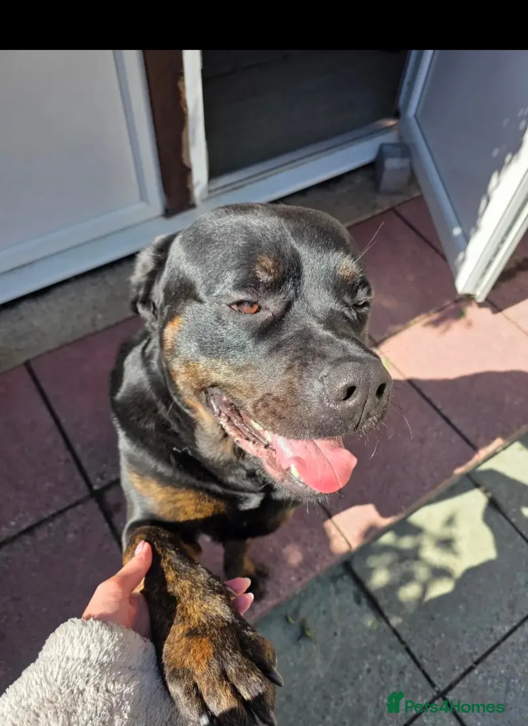 Mixed Breed dogs for sale: Rotweiller Cross ( 5 years old )  in Dagenham - Advert 13