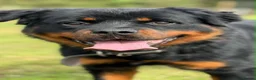 Rottweiler dogs for sale: 2 year old Rottweiler  - Advert 2