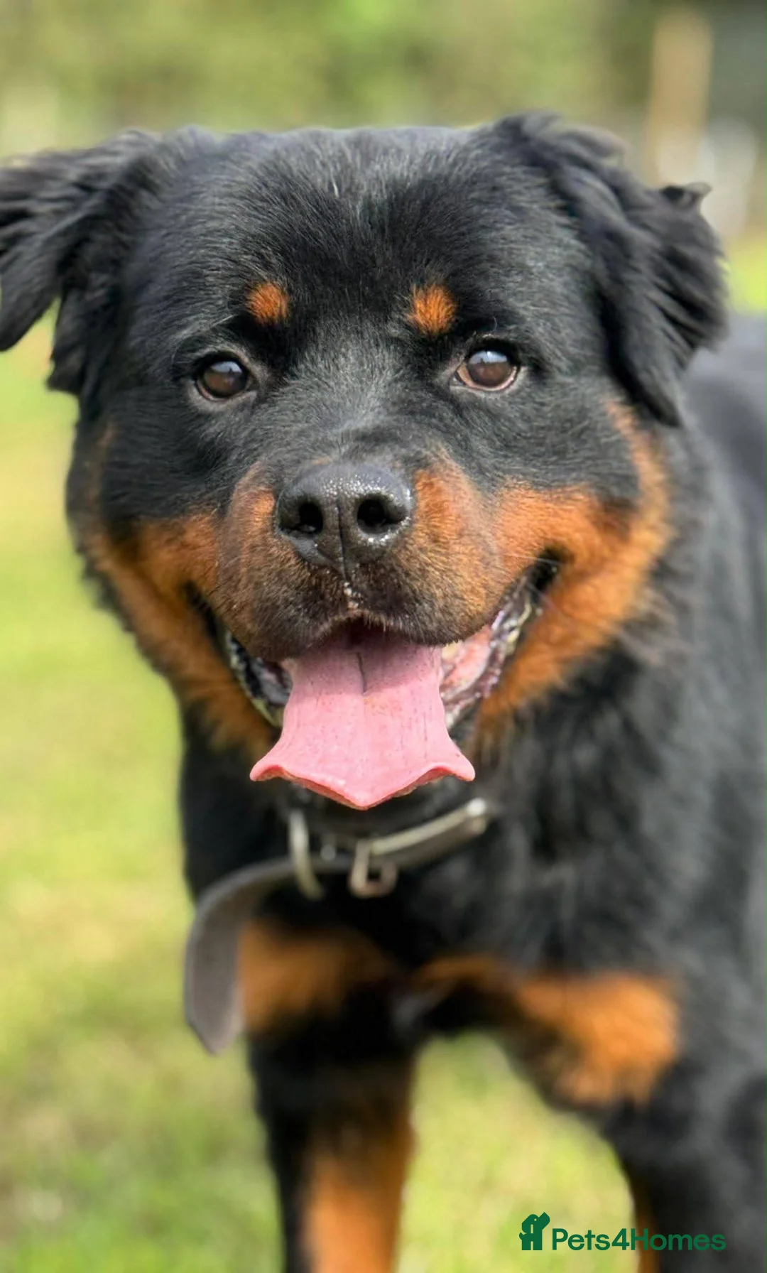 Rottweiler dogs for sale: 2 year old Rottweiler  - Advert 2