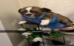 Lhasa Apso dogs for sale: 4 stunning pedigree Lhasa apsos for sale  - Image 1