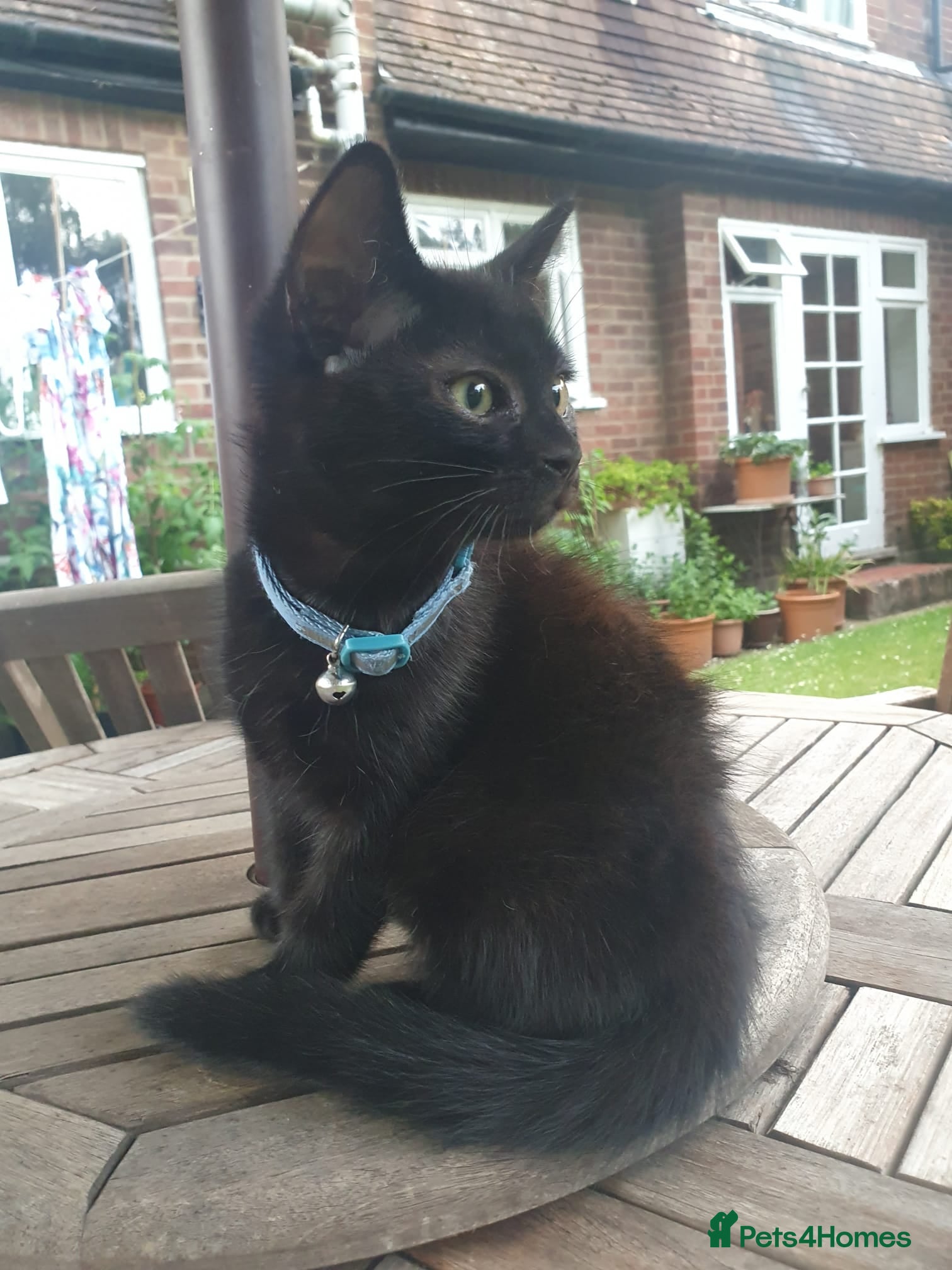Mixed Breed cats Adorable and playful black boy kitten - Advert 1