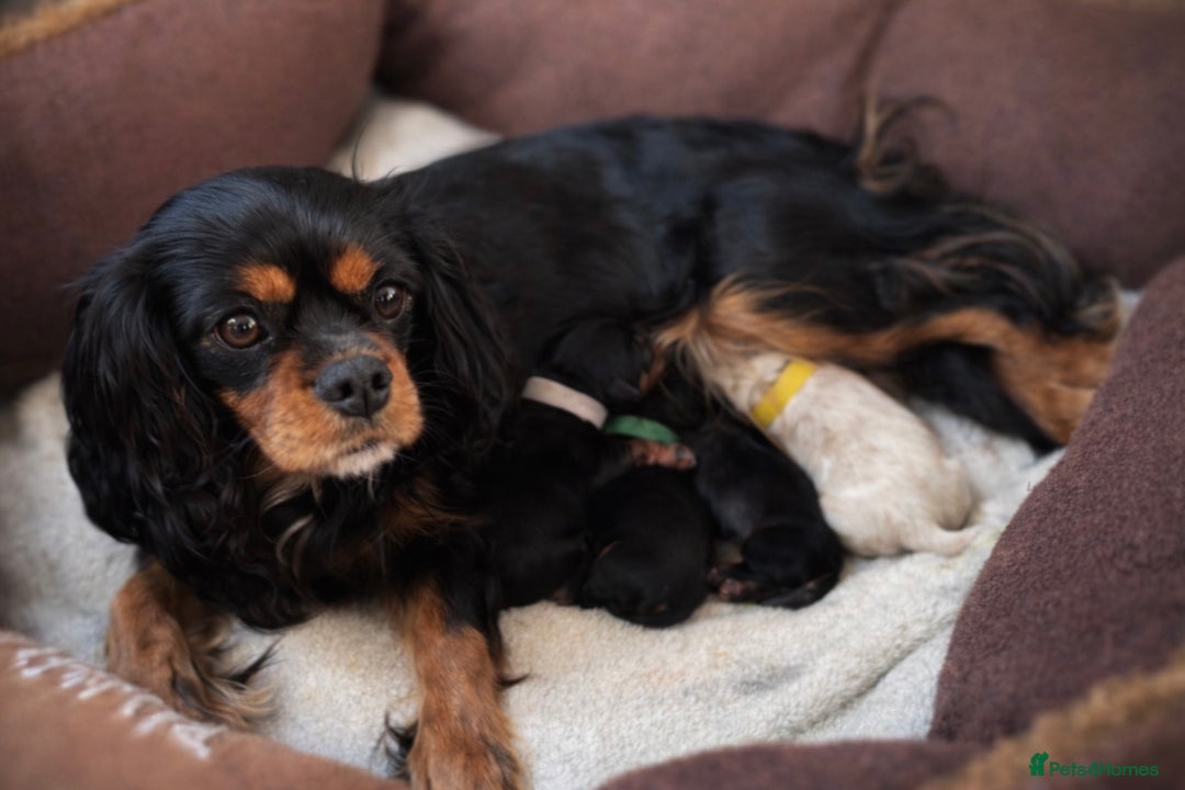 Cavalier King Charles Spaniel dogs for sale: Beautiful Cavalier King Charles Spaniel Puppies - Advert 7