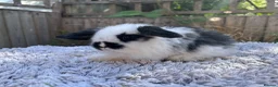 Mini Lop rabbits for sale: Stunning mini lops  - Advert 9