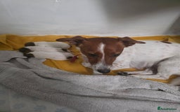 Jack Russell dogs for sale: Jack Russel puppies - Image 11