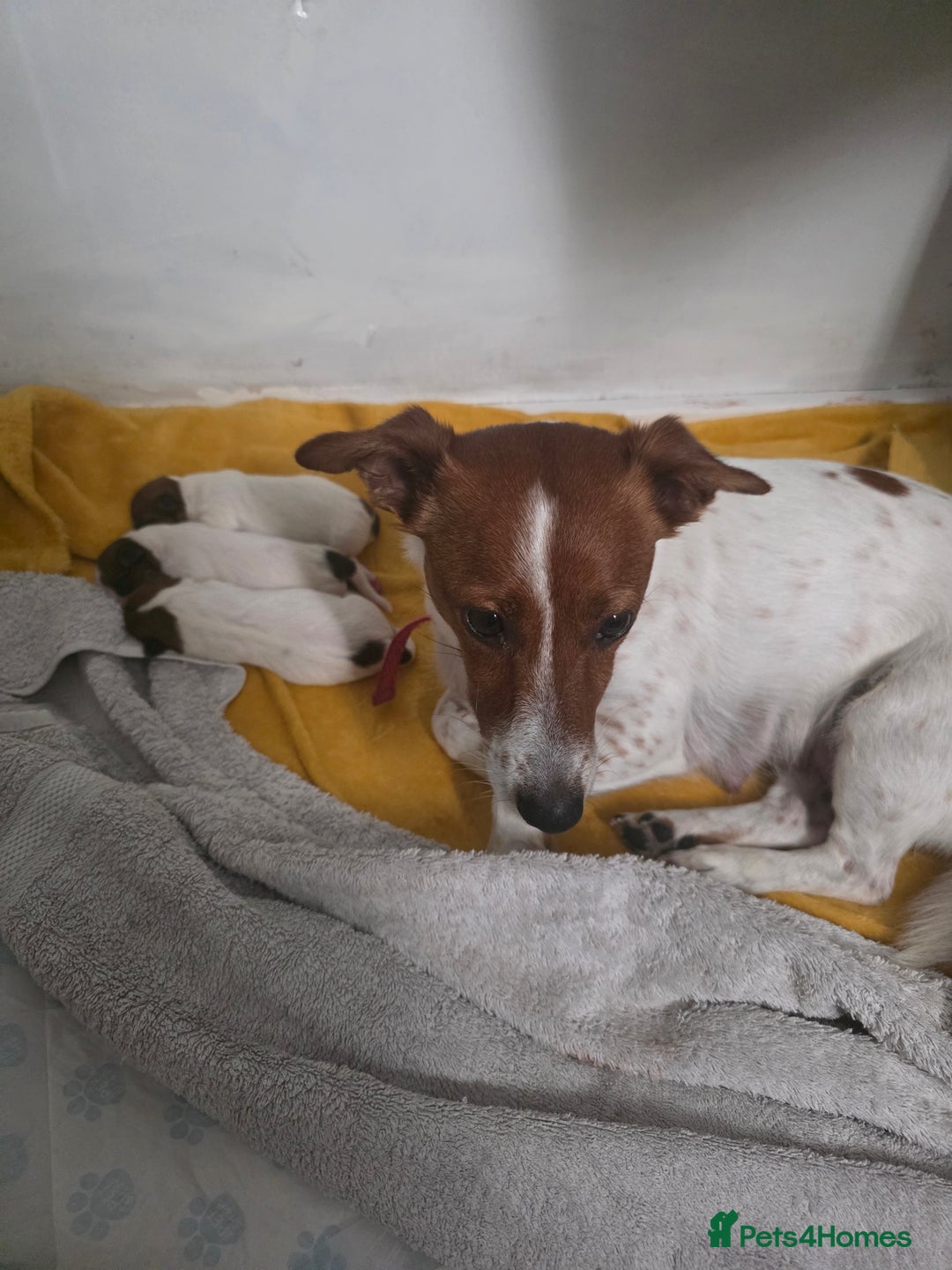 Jack Russell dogs for sale: Jack Russel puppies - Image 11