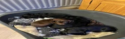 Mixed Breed dogs for sale: 4 beautiful pups available.  - Advert 10