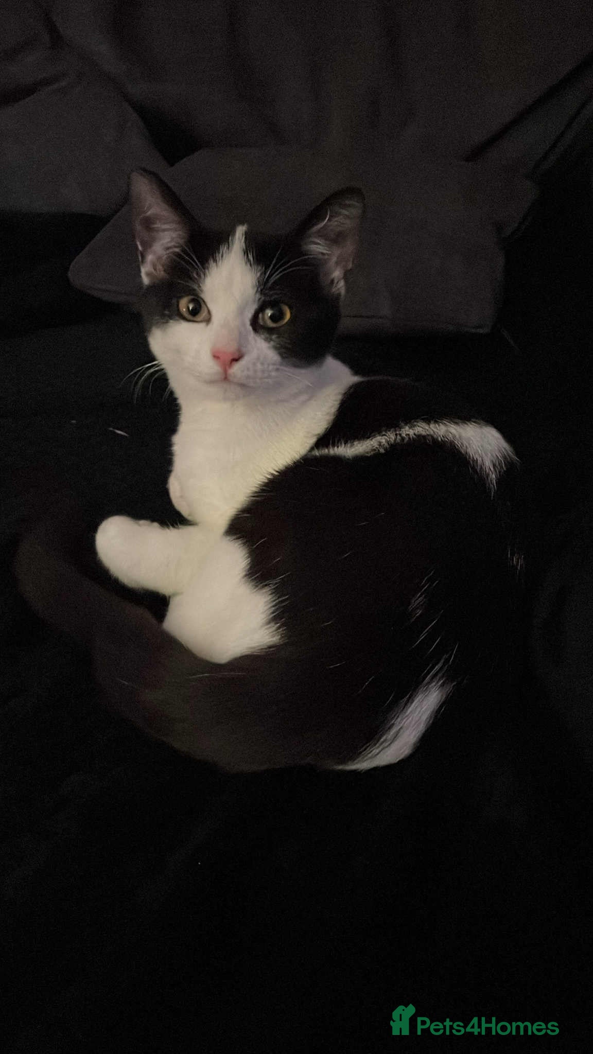 Mixed Breed cats 6 month old male - Advert 2